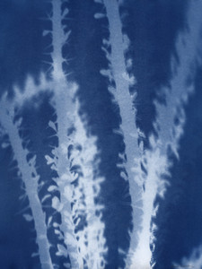 Ocotillo​