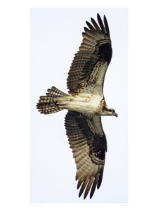 Little Hunting Creek #104​