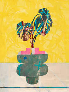 YELLOW MONSTERA PLANT