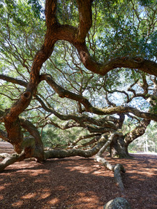 Angel Oak​