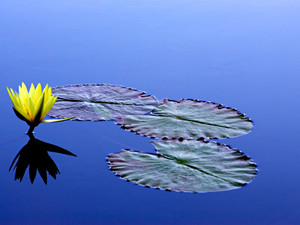 Yellow Lily