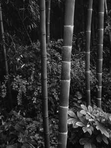 Bamboo​​​​​​​​