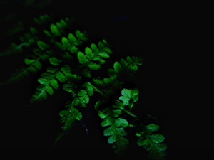 Fern Retreat A