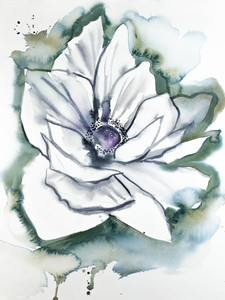 Anemone​​​