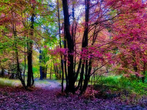 Bear Wallow in The Fall