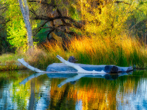 Agua Caliente Park Portrait