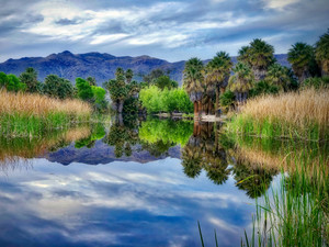 Agua Caliente Park Reflections