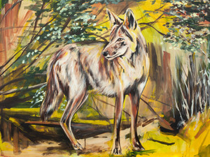 Coyote​​​