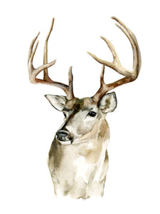 Mule Deer
