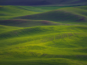 Green Green Wheat