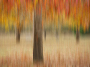 Autumn Tree Abstract