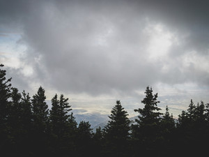 Clouds Through the Trees
