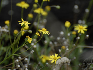 Mauna Kea Flowers