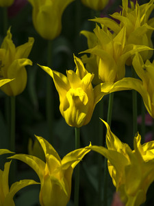 Sunlit Serenade