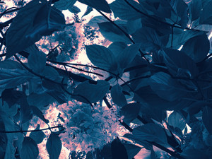 Look Up​​​​​​​​