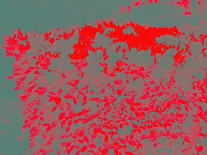 Red on Grey #1