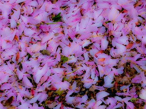 After the Rain (Cherry Blossoms)