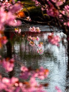 Peaceful​​​