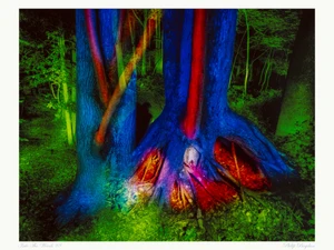 Into The Woods #8