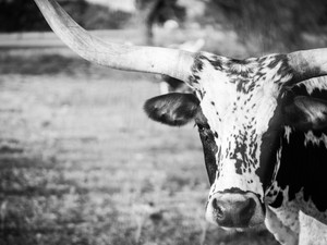 Close Longhorn,  Black and White