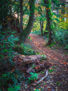 Home by the Woods