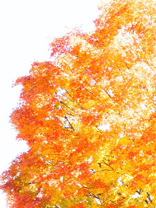 Autumn Color