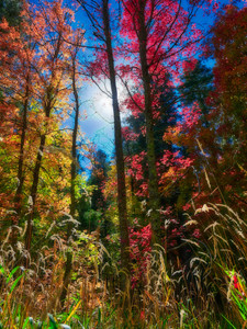 Bear Wallow Bright Fall Day