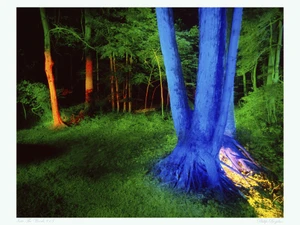 Into The Woods #13​