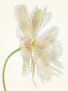 Butterfly Ranunculus