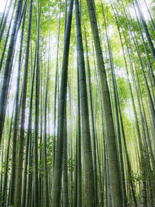 Bamboo Woods