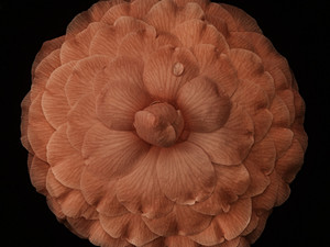 Camellia Pearl Maxwell Blush