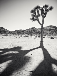 Joshua Tree casting Shadow in B&W