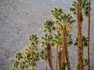 Line up of Palms