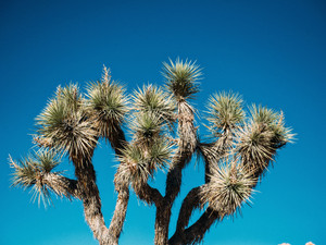 Joshua Tree Top
