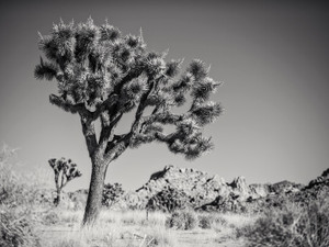 Large Joshua Tree in B&W