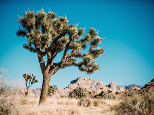 Large Joshua Tree