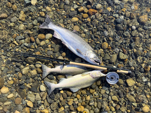 Catching a variety of salmon