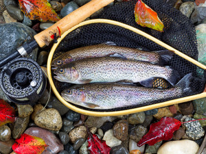 Autumn fly fishing for trout