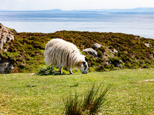 Sheep in Ireland near Atlantic ocean
