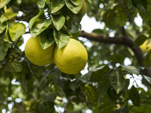 Large Grapefruit in tree