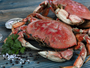 Dungeness crabs in macro view
