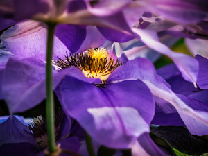 Glowing In A Sea Of Purple