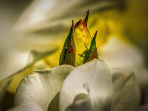 The Birth Of A Rose