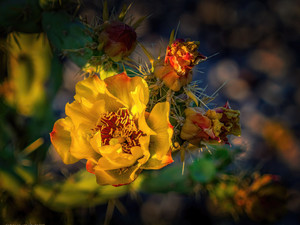 The Bloomin' Desert