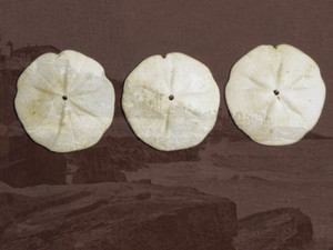 3 Sand Dollars