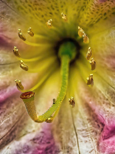 The Golden Trumpet