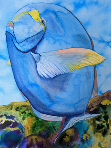 Yellowfin Surgeonfish