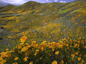 Super Bloom on Walker Canyon