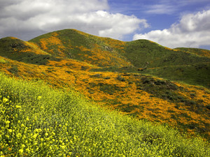 Super Bloom on Walker Canyon II