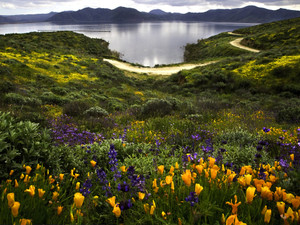 Poppies at Diamond Valley Lake